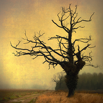 “A witch ought never to be frightened in the darkest forest, Granny Weatherwax had once told her, because she should be sure in her soul that the most terrifying thing in the forest was her.” thumbnail
