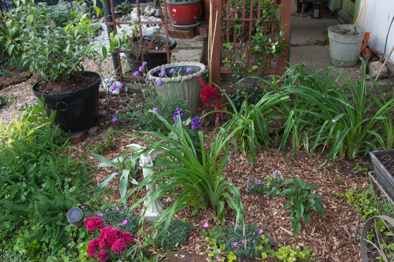 Cottage garden plants in May of 2016 at the beginning of the season. A cottage garden combines plants grown for beauty or scent along with herbs used for cooking or medicinal reasons.