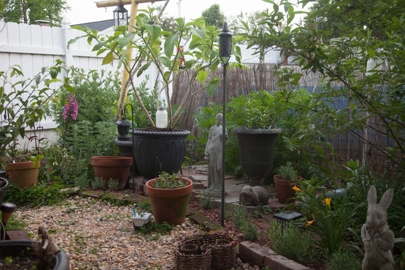 Poison garden plants and night scented plants in the Witch's Garden, early May. The large container holds a Brugmansia plant, white nearly a tree already, which in addition to being a night scented plant, is also quite poisonous. To the right of that are black lilies in a tall, vertical container.