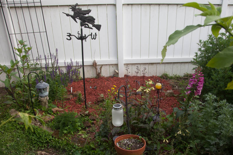 Photo of plants used for poisons or witch's potions are surprisingly common. A large Belladonna plant returned from last year on the left. To the right, Foxglove, a perennial favorite is also quite poisonous. Scattered throughout you'll find Castor Bean plants, used for Ricin, as well as the deadly Datura and Nicotiana.