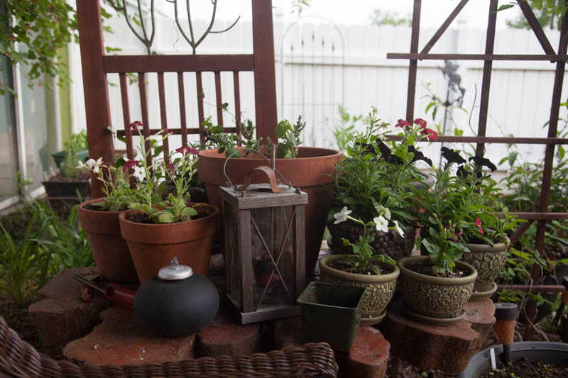 Small and mid sized pots are ideal for adding night scented plants to a seating area. In addition I've added a Patchouli plant and black Pansies, along with Nicotiana. Just below is a Datura plant in a large container which will likely fill the seating area with night scents.