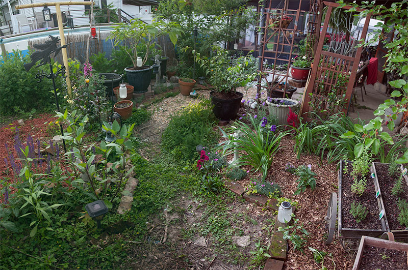 Photo of witch garden plants in the spring.