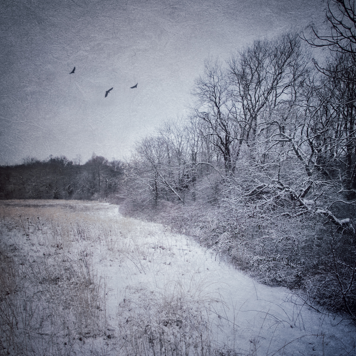 Crows on Mount Misery, West Hills, Melville, New York