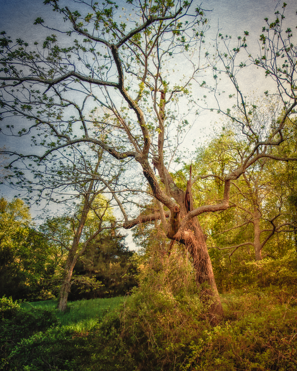 Mary's Hanging Tree, Head of the Harbor, Suffolk County, Long Island, New York