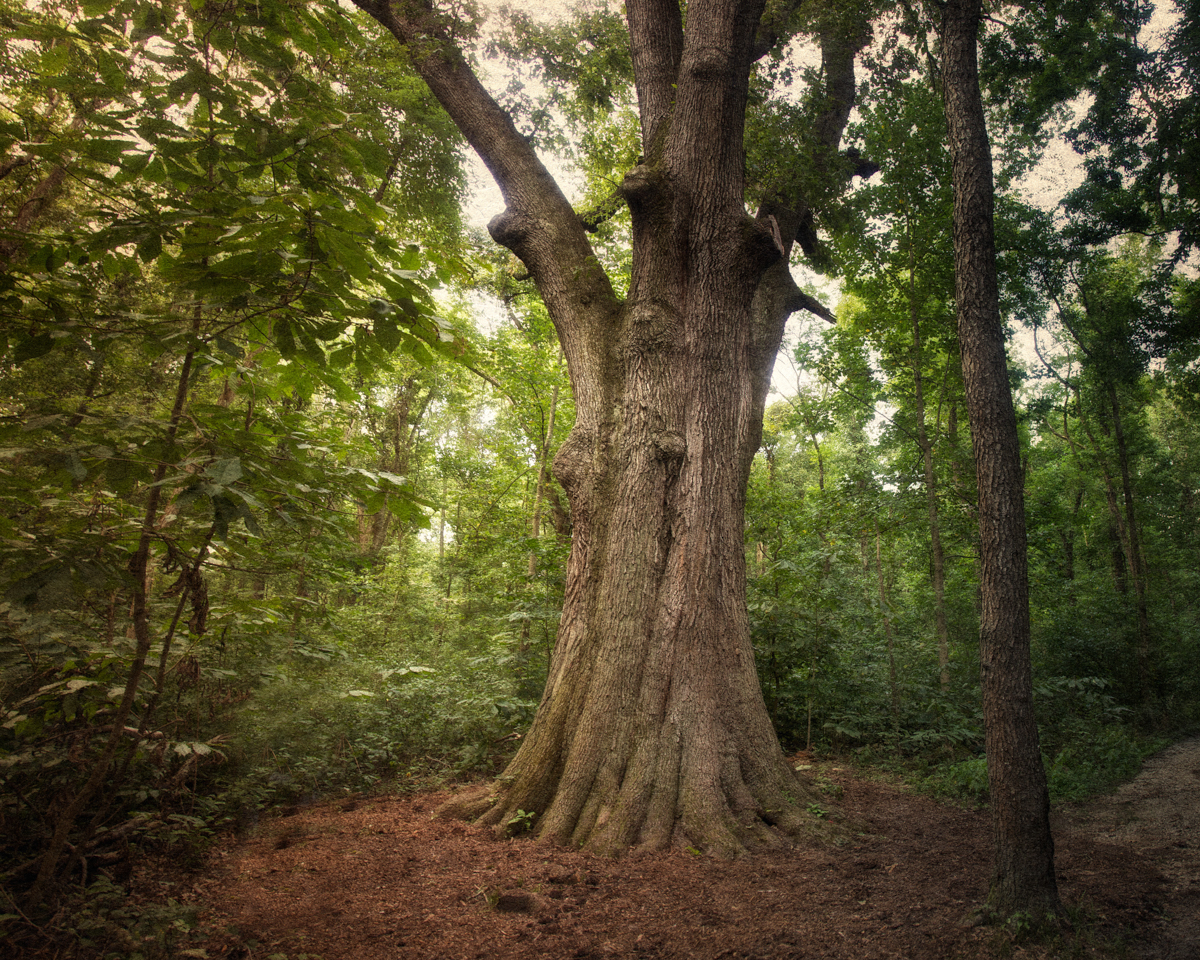 Bald Cypress Tree more than 1,000 years with a base circumference more than 40 feet. Todd Fink-Heron Pond Trail, Cache River Natural Wildlife Area, Belknap, Illinois