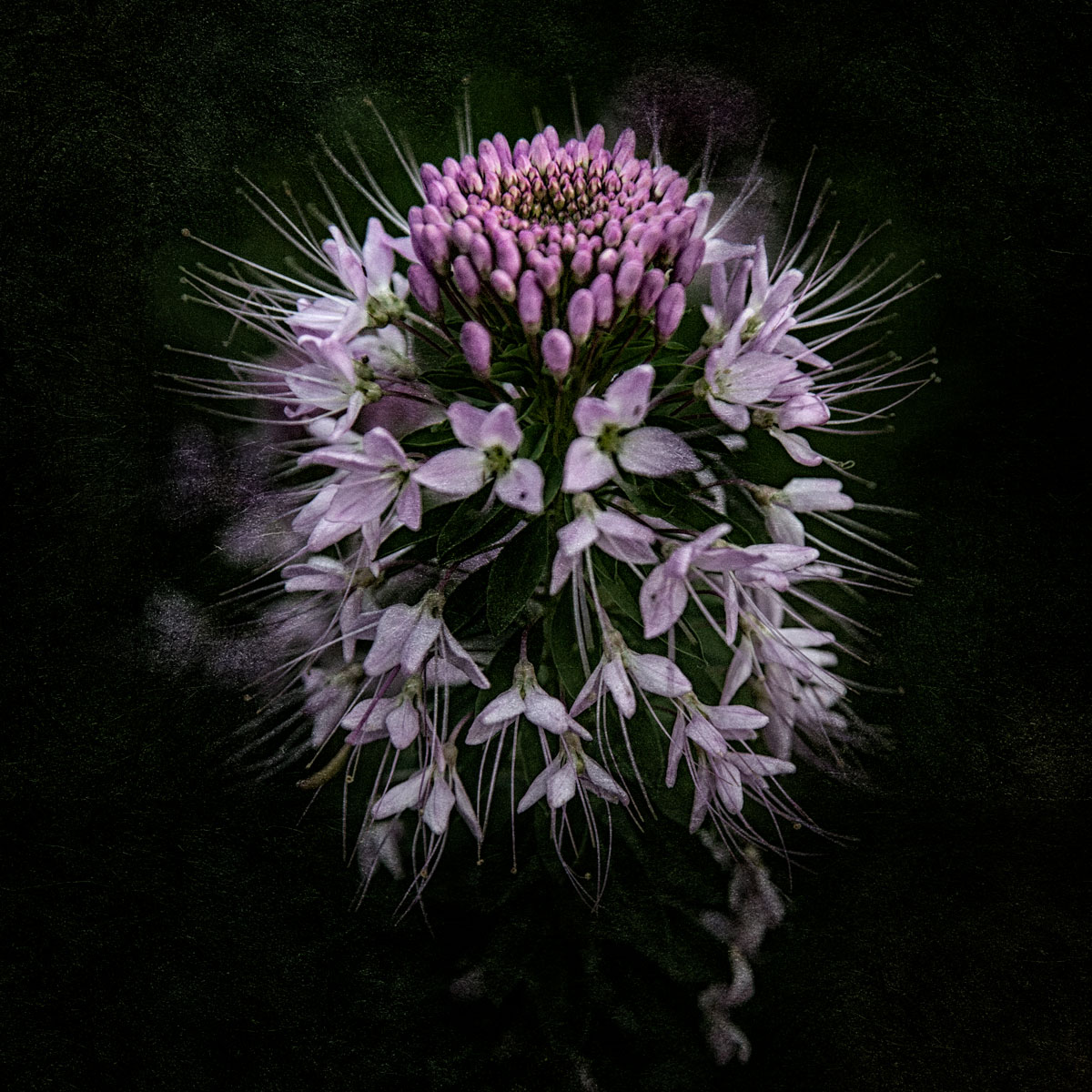 Cleome or spider plant starting to bloom