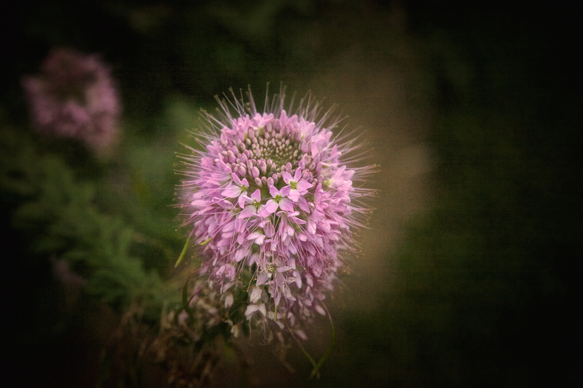 Cleome from Wildflower Mix in bloom