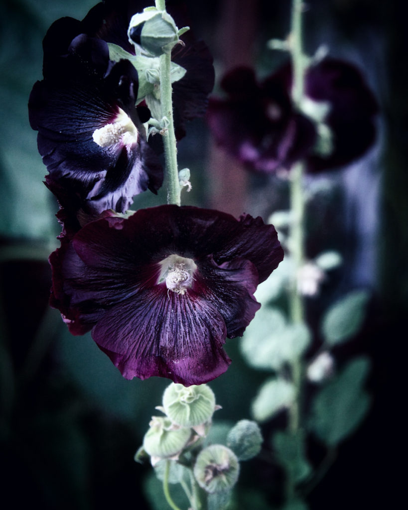Hollyhock symbolism and meaning