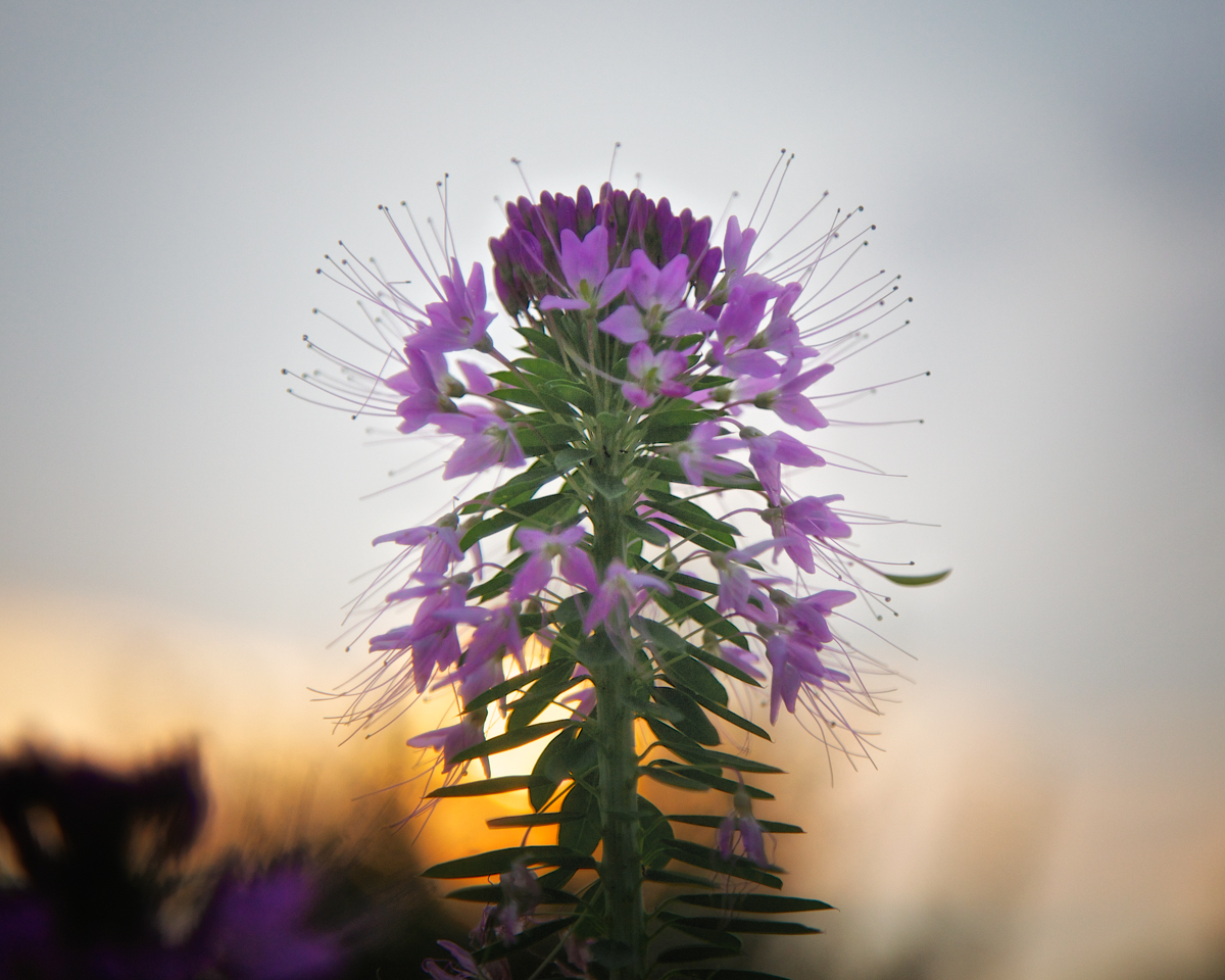 Cleome or spider plant starting to bloom