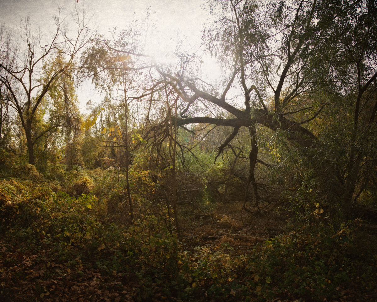 Rockefeller Preserve in Sleepy Hollow, New York retains much of the original gloomy ambiance that Irving wrote about in The Legend of Sleepy Hollow
