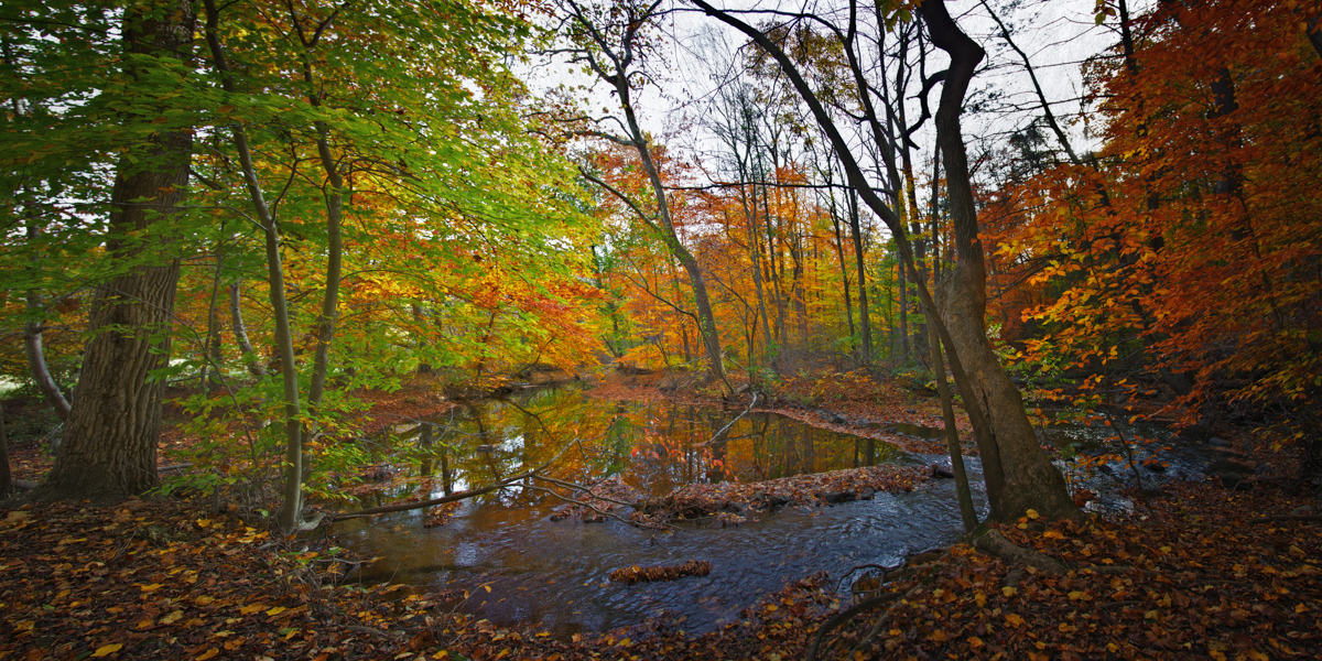 Spring off of Witches Spring Trail in Rockefeller Preserve, near the site of Hulda's hut