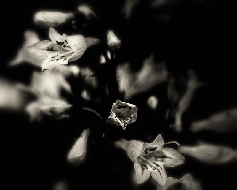 Penstemon digitalis blooming in the witch's garden, June 1, 2016