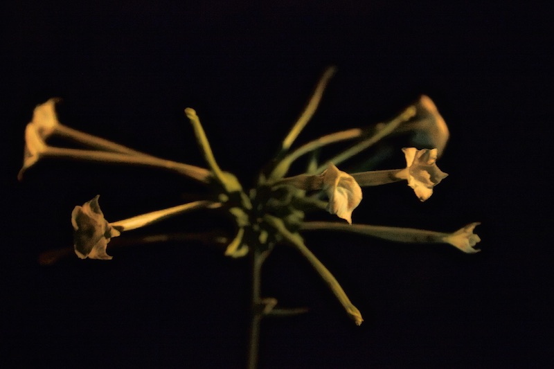 Woodland Tobacco (Nicotiana Nicotiana sylvestris) at night