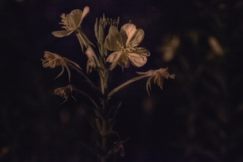 Evening Primrose blooming in the moon garden