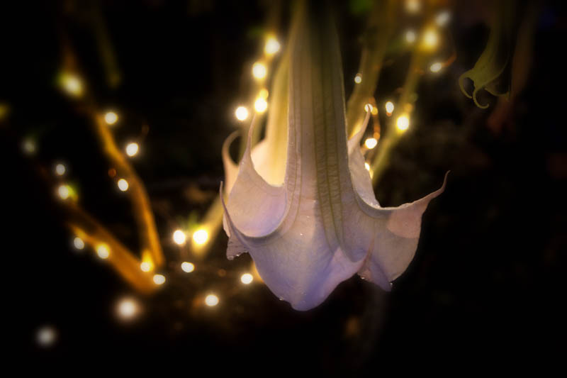 Brugmansia bloom in the moon garden, June 27, 2016