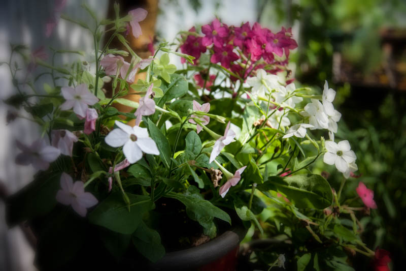 Nicotiana, June 14, 2016