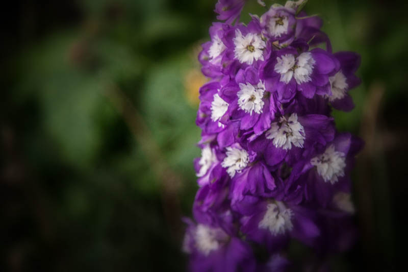 Delphinium, June 14, 2016
