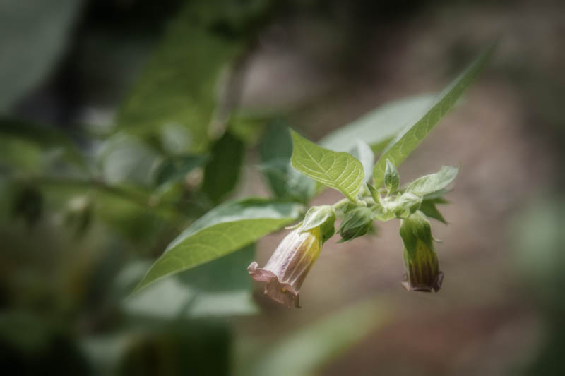 Belladonna in the Witch's Garden, June 14, 2016