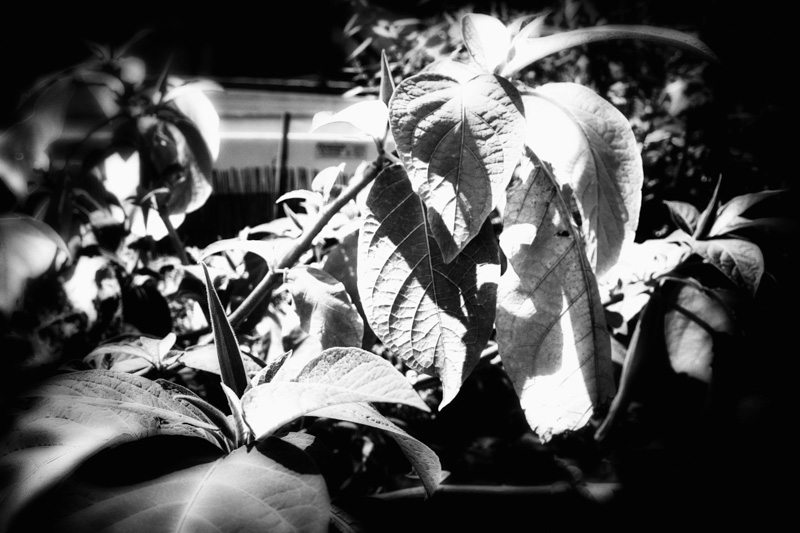 New blooms popping up on the Brugmansia tree. May 29, 2016.