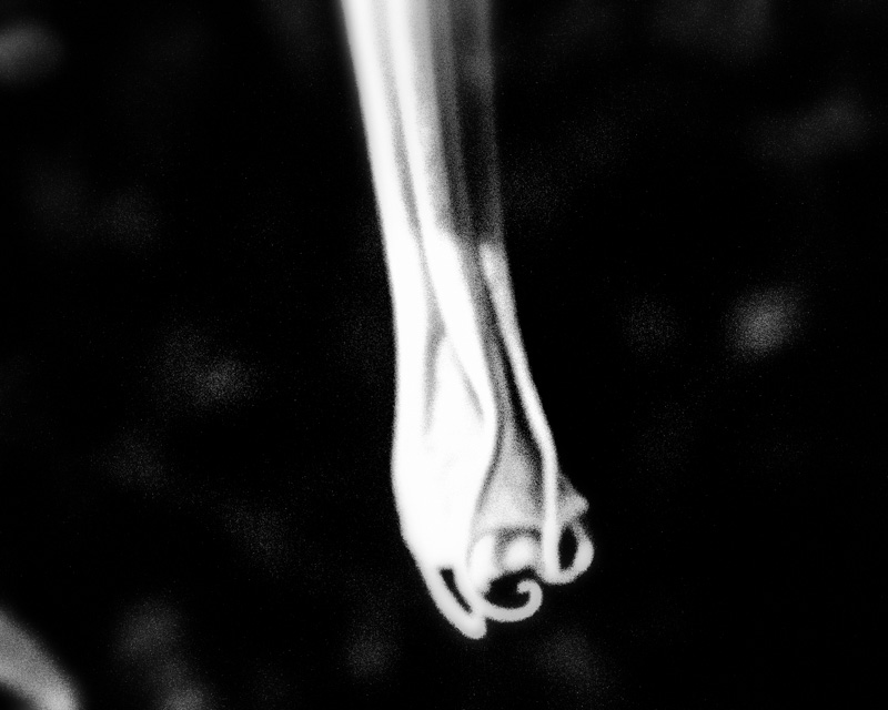 Brugmansia bloom unfolding, May 31, 2016