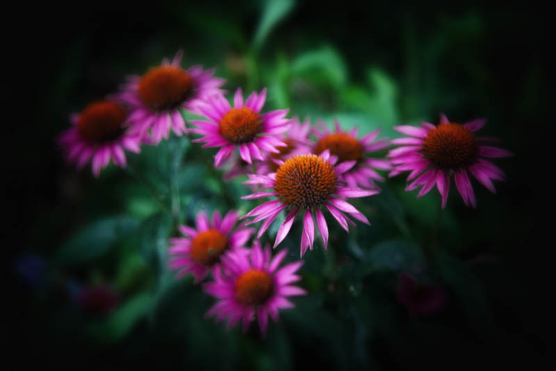 Coneflowers in the witch's garden, July 1, 2016