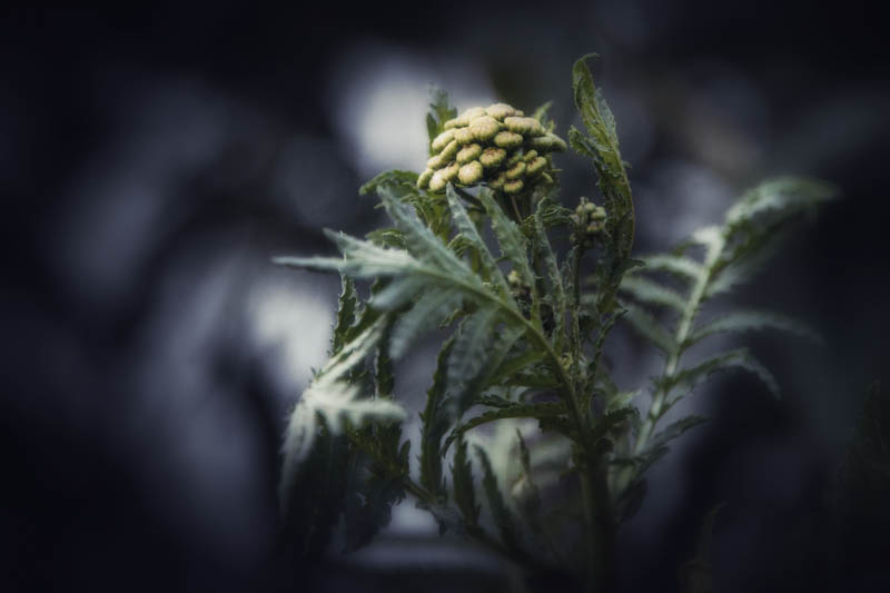 Tansy blooming in the witch's garden, July 1, 2016