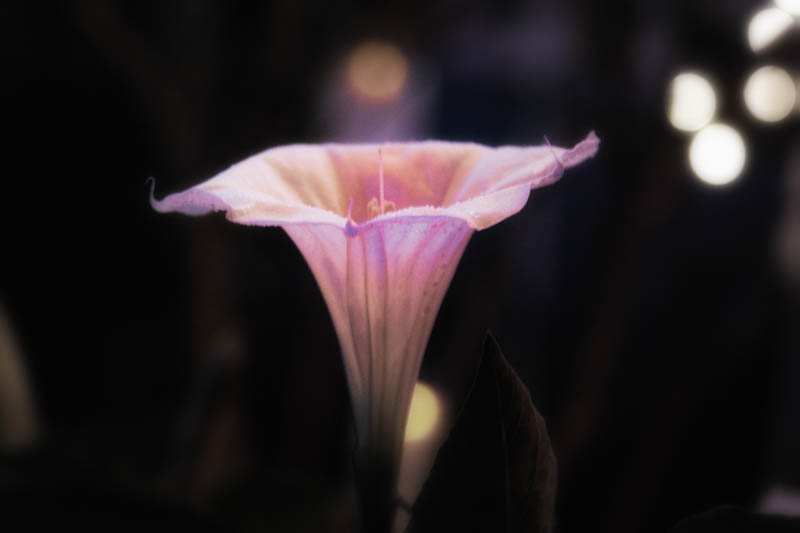 Datura in the moon garden, July 1, 2016