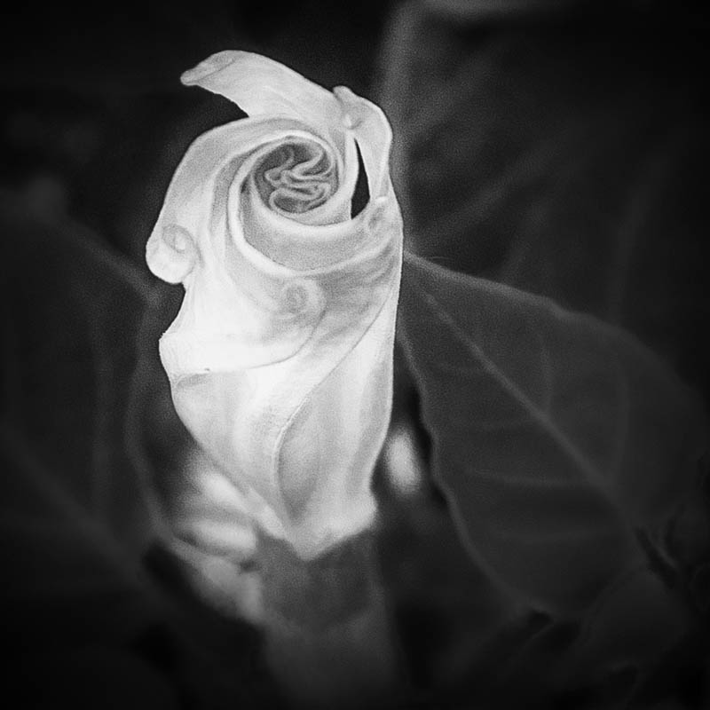 Datura beginning to unfurl, July 1, 2016