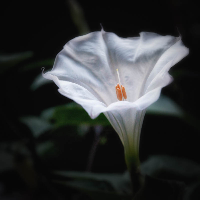 Datura fully open, July 1, 2016