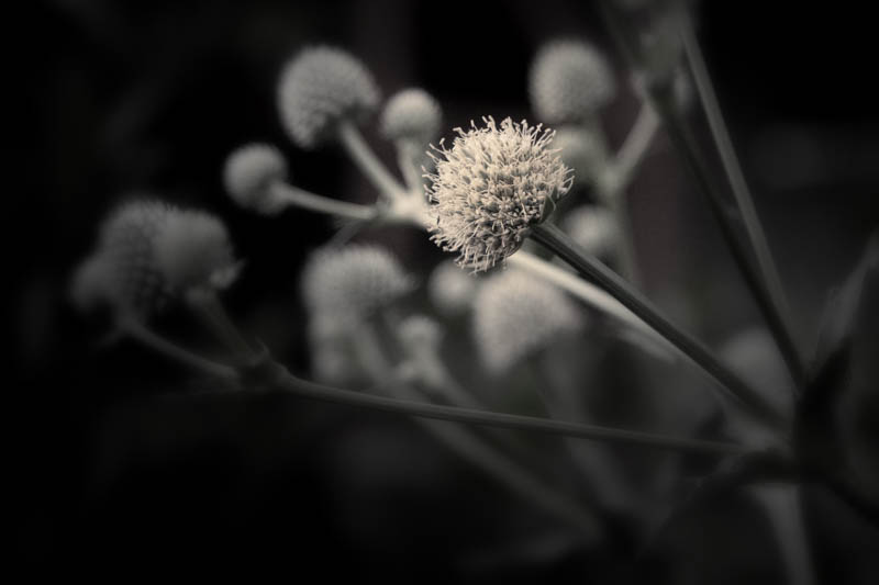 Rattlesnake Master, July 1, 2016
