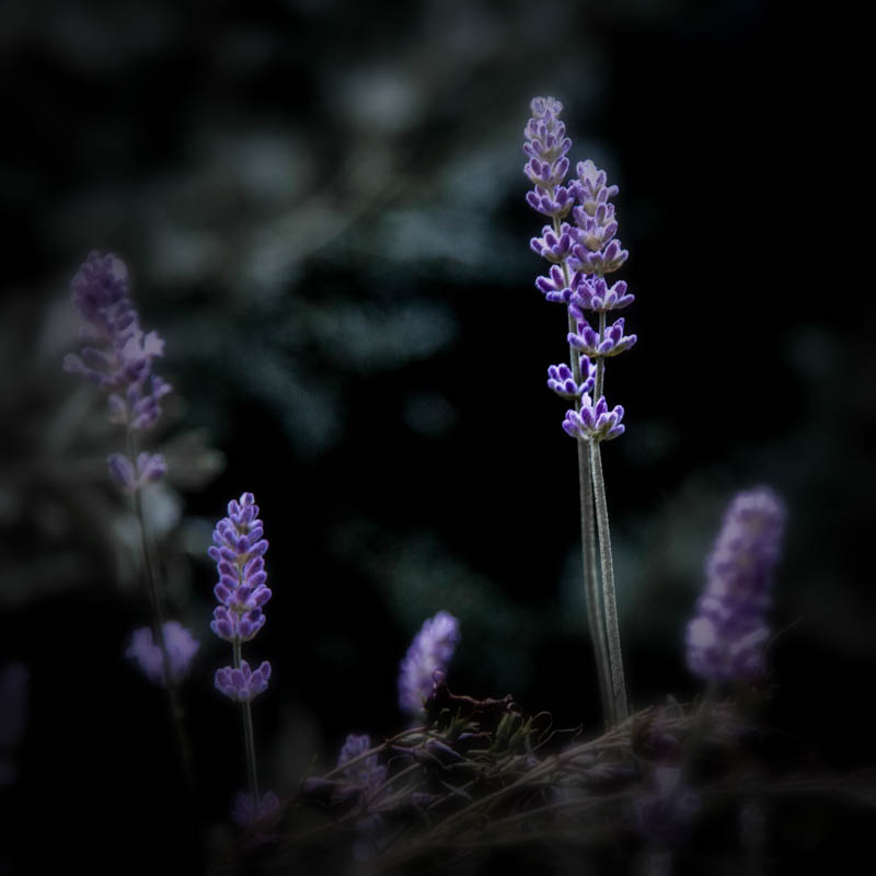 Lavender in the witch's garden, July 1, 2016