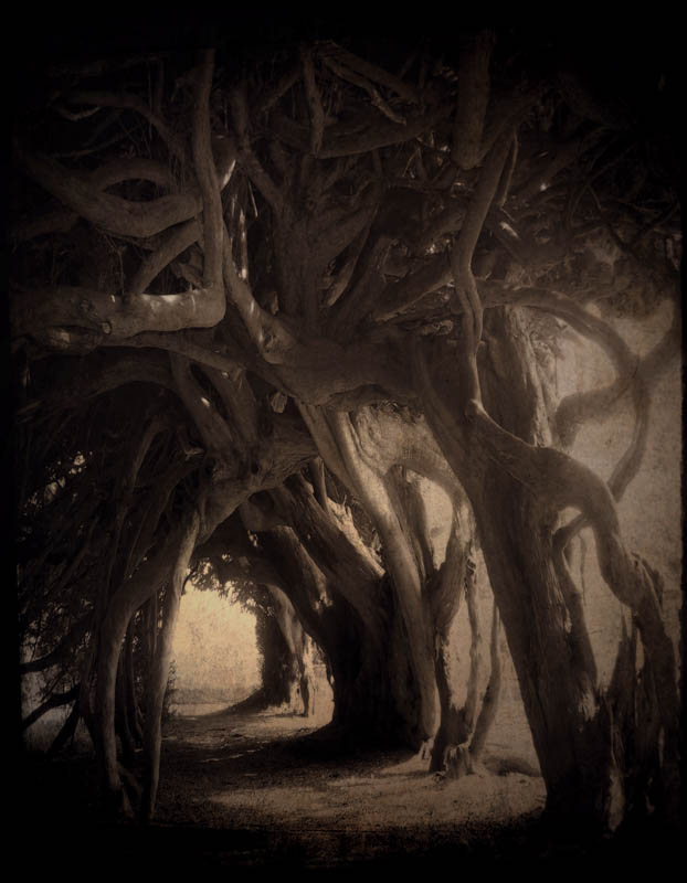 Ancient Yew Tree Tunnel, Aberglasney Mansion, Carmarthenshire, Wales. Cate Davies, artist