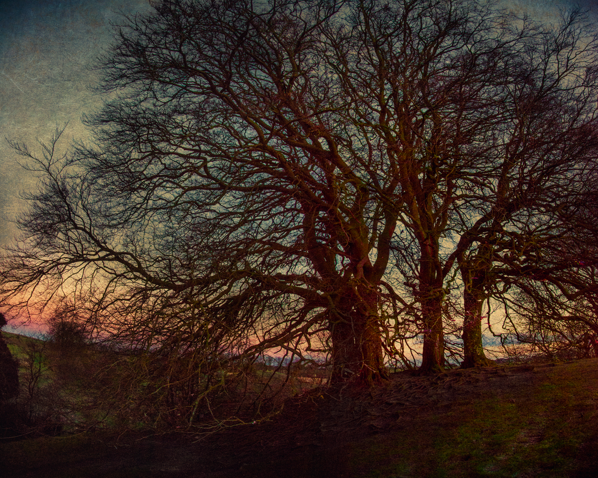 Trees on the Embankment at Sunrise