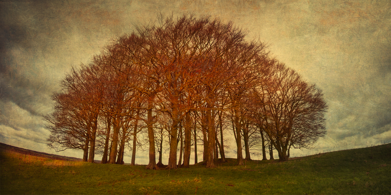 Locust trees atop a barrow on Overton Hill
