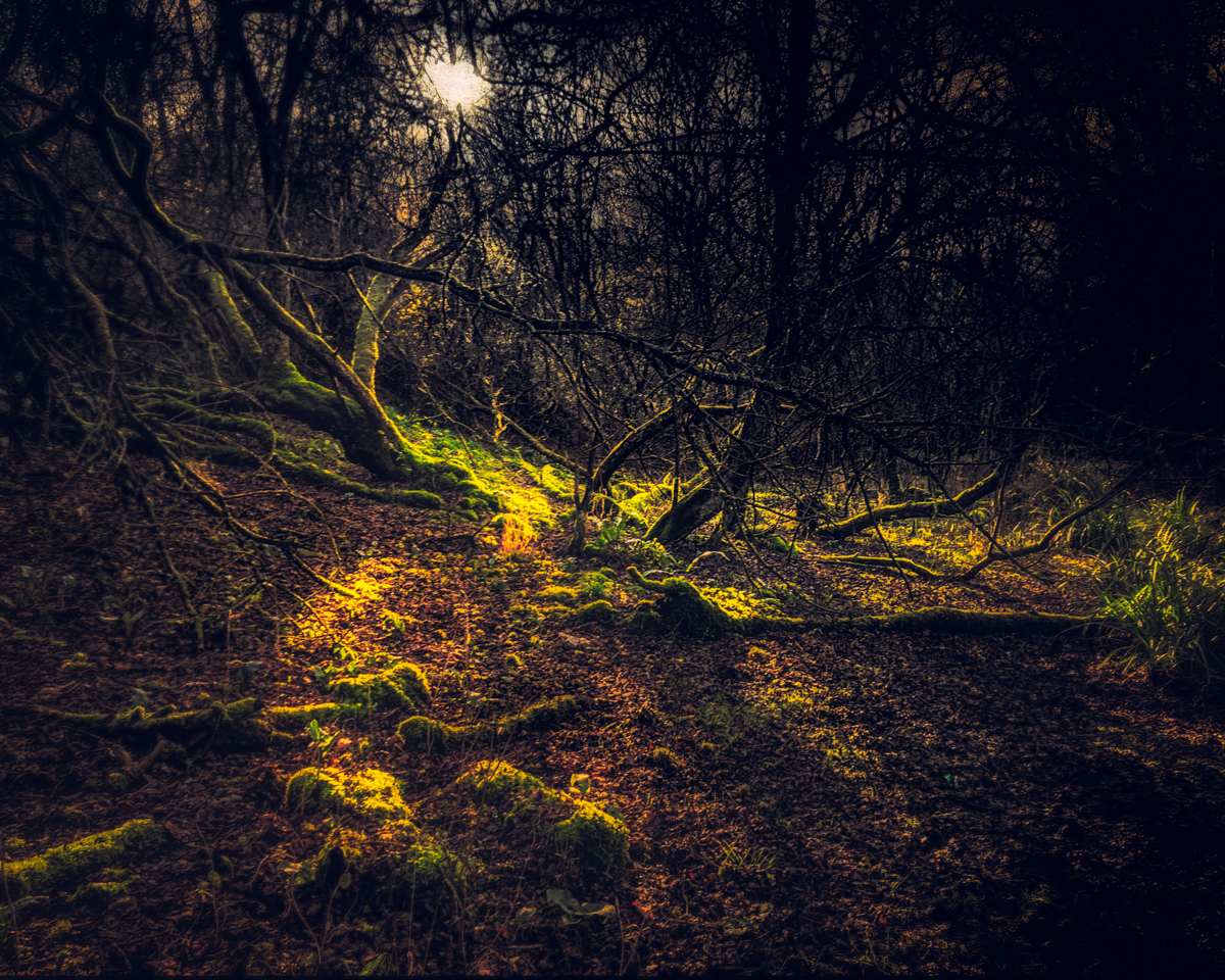 Through the woods at Luccombe Spring towards the Bloodstone