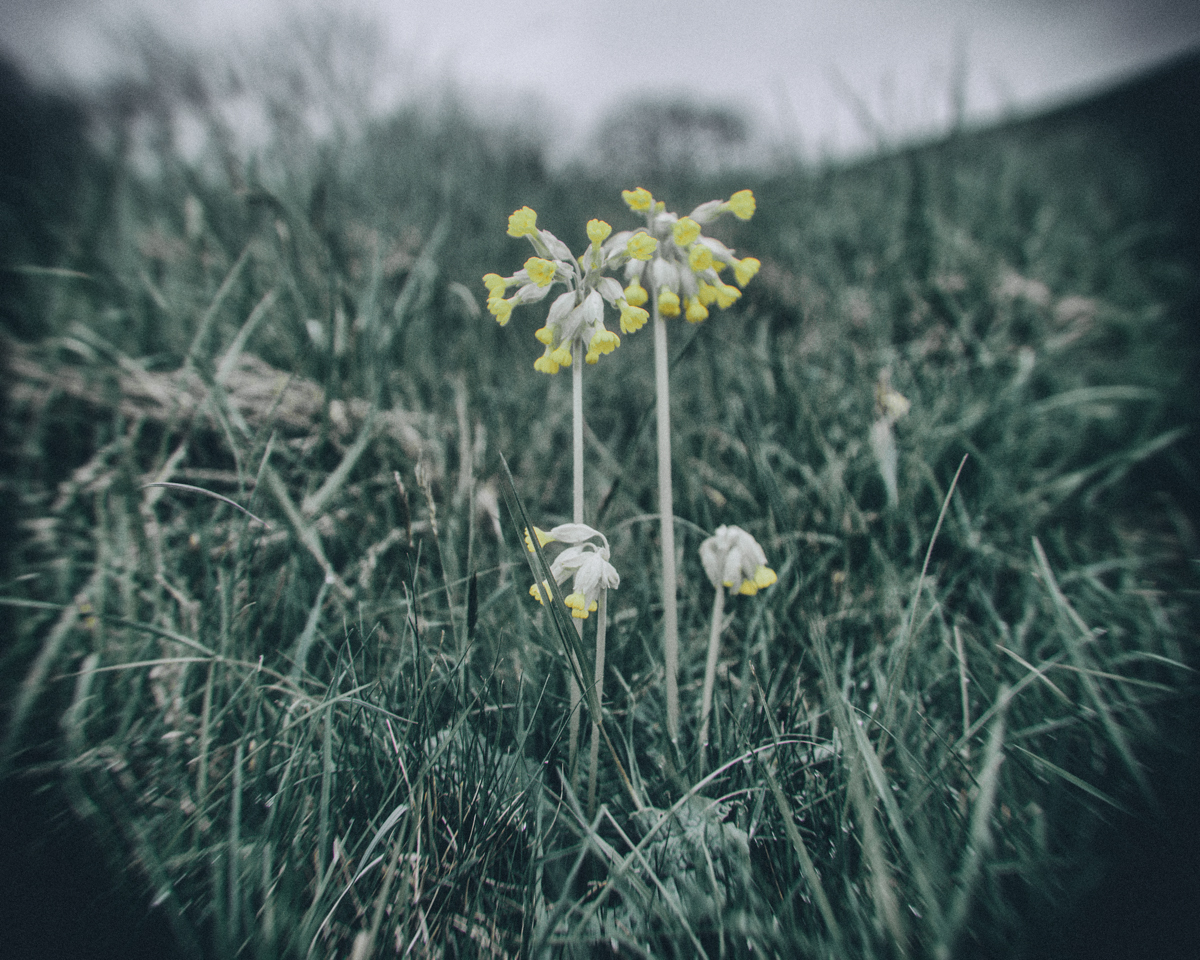 Folklore and a witch's garden goes hand in had. Cowslip is traditionally associated with folklore of May Day, and used in rituals of love and divination, such as finding out whom one will marry. In reality, the countryside was the witch's garden, and most everything a herbalist could need was found in the wild.