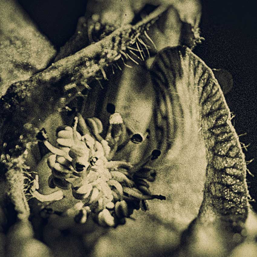 A closeup of a Monkshood blossom.