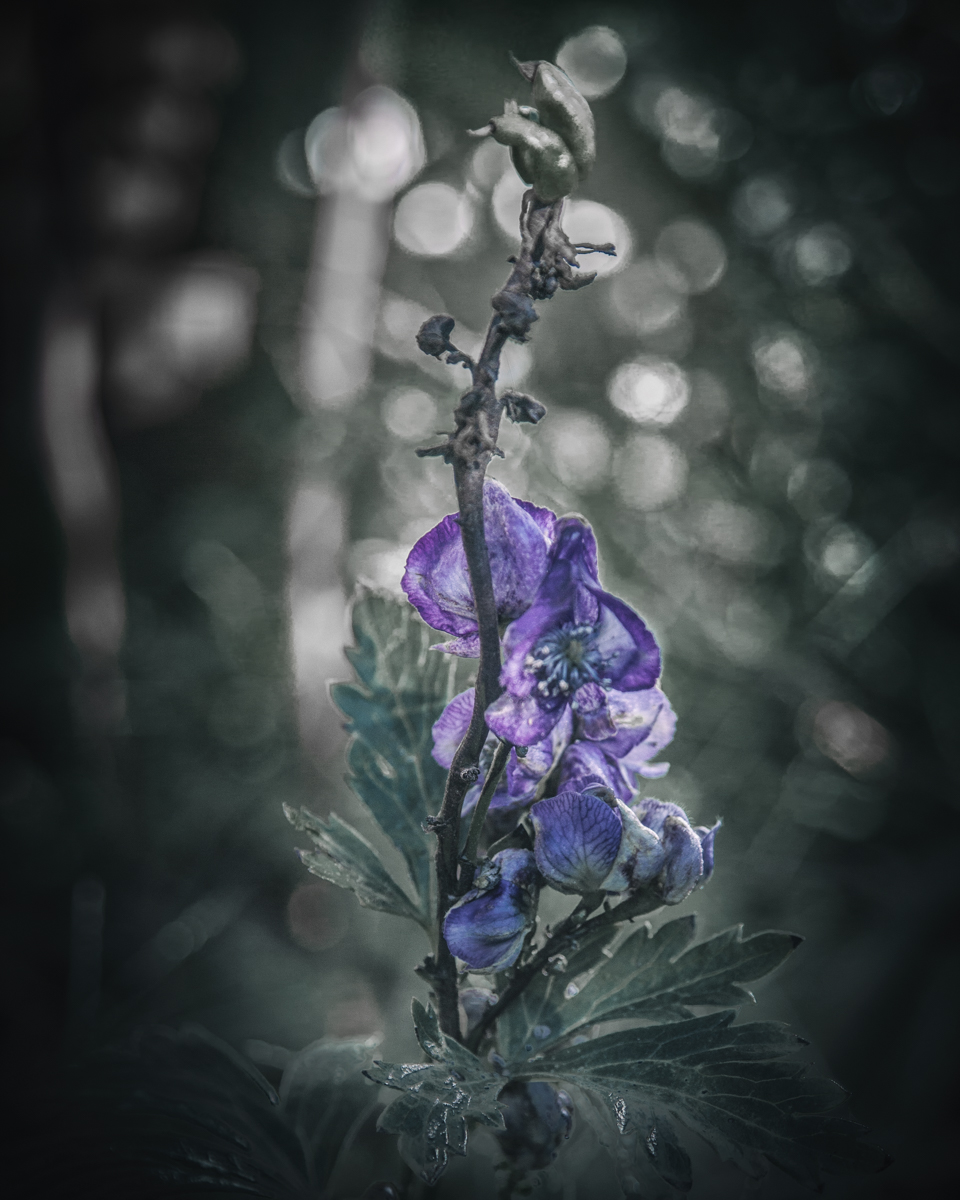 Monkshood in the witch's garden