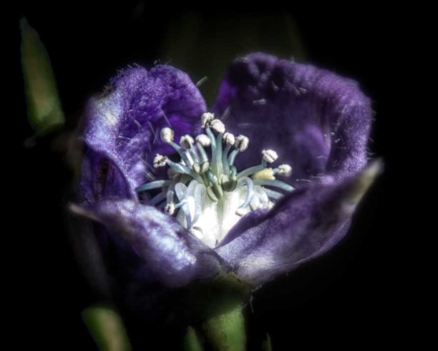 Monkshood Blossom