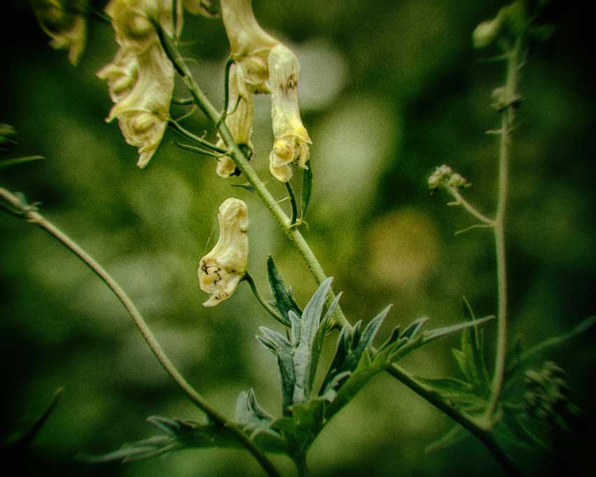Difference between wolfsbane and monkshood