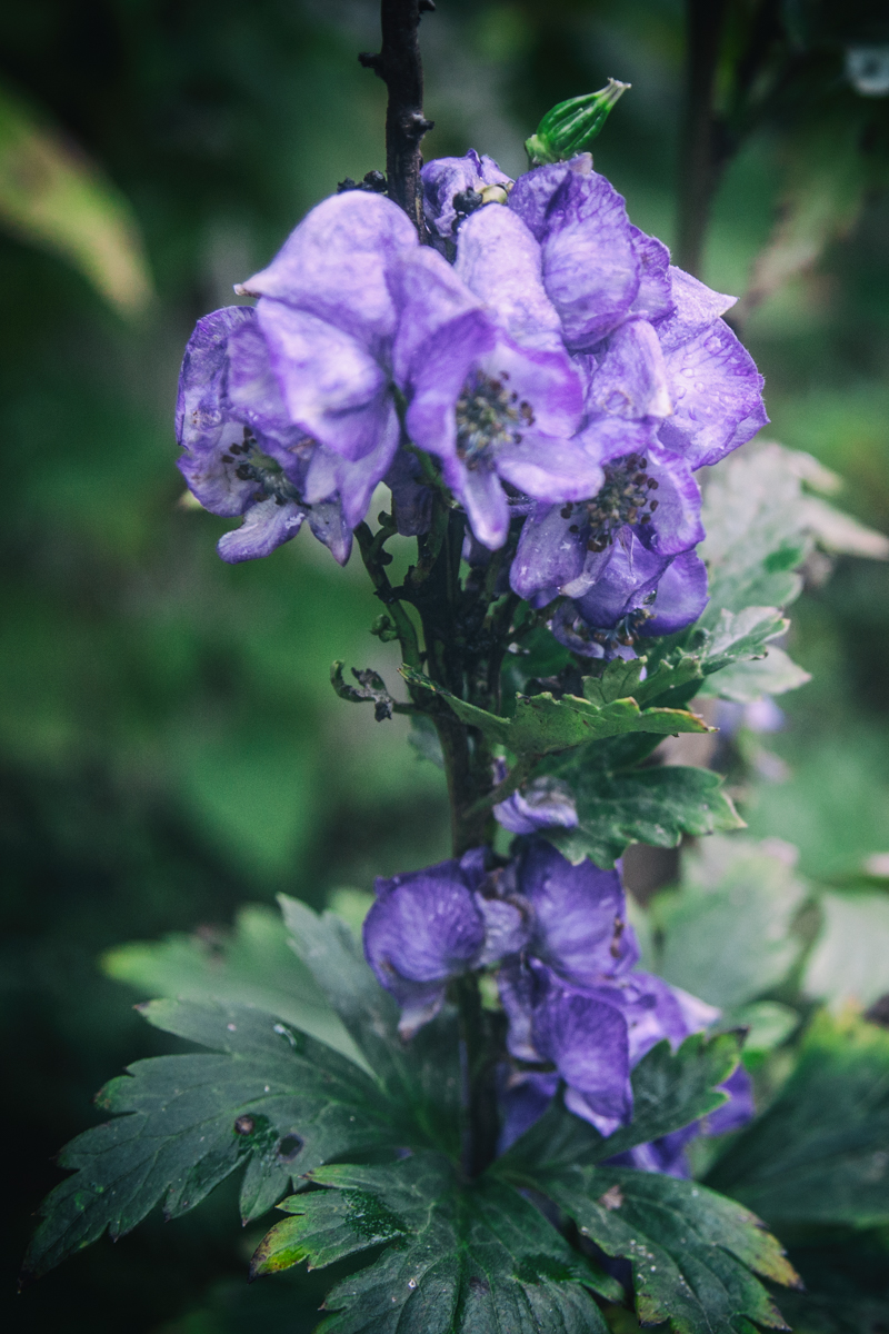 Monkshood in the witch's garden, Halloween 2019