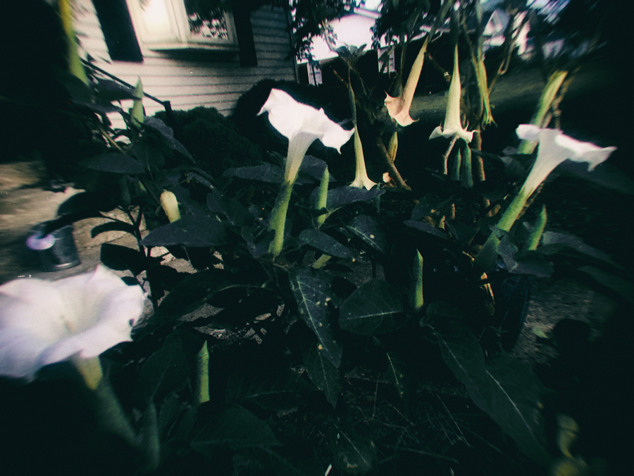 The bright was blooms of Datura, also known as Devil's Trumpets mix for an amazing cacophony of scent with Angel's Trumpets or Brugmansia (rear) on summer's evenings. Night blooming plants make for a nocturnal blessing in a witch's garden.