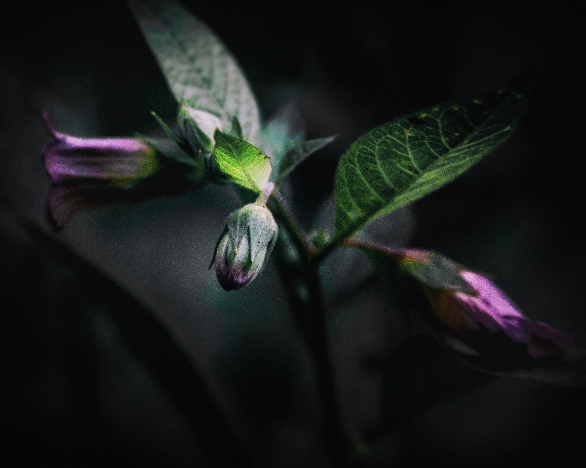 Belladonna or Deadly Nightshade in the WItch's Garden