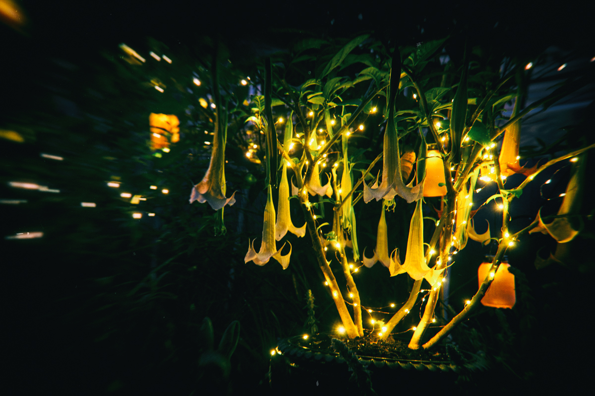 A moon garden, full of night blooming plants is not only beautiful to look at, but many of specimens put off intoxicating fragrances as the sun sets and night closes in.