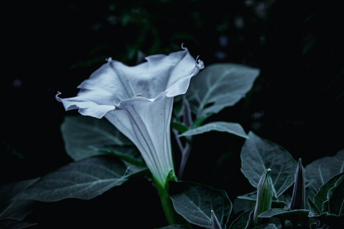 Datura in the witch's garden
