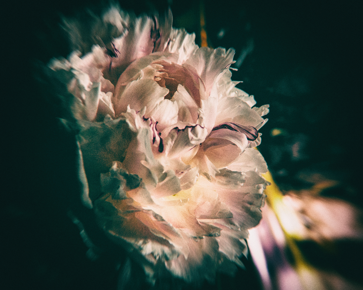 A peony from one my mother’s plants, put into the ground decades ago. Peonies have had a role in witch’s gardens since the ancient Greeks, if not before. It is believed that in addition to warding off the evil eye as well as demons, peonies can protect shepherds and their sheep and help to make crops healthy.