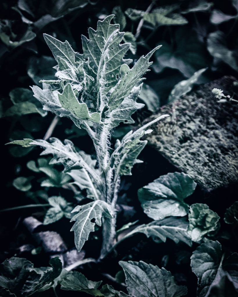 Early plant for Henbane potion