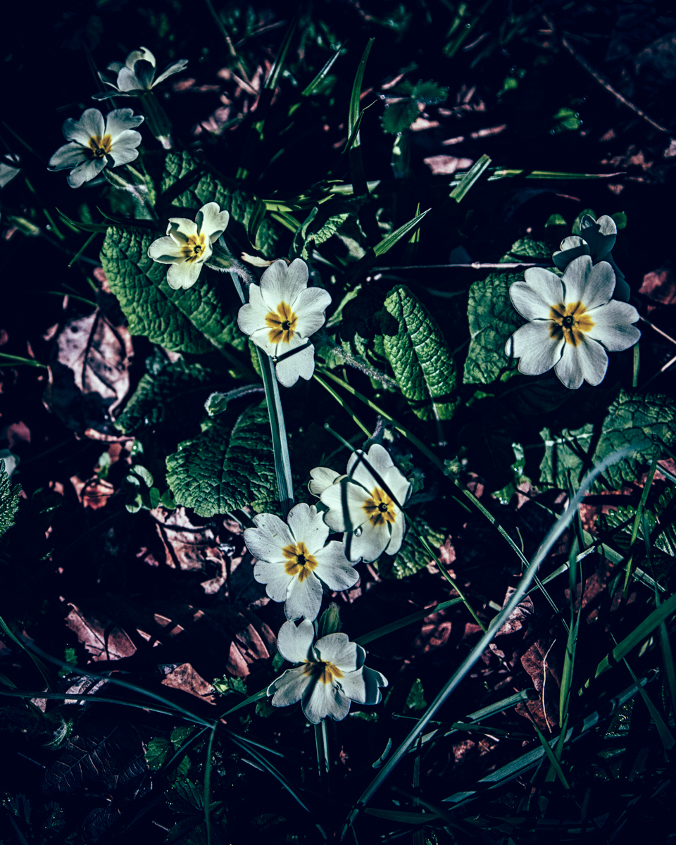 Primrose flowers in the wild, Wiltshire, UK