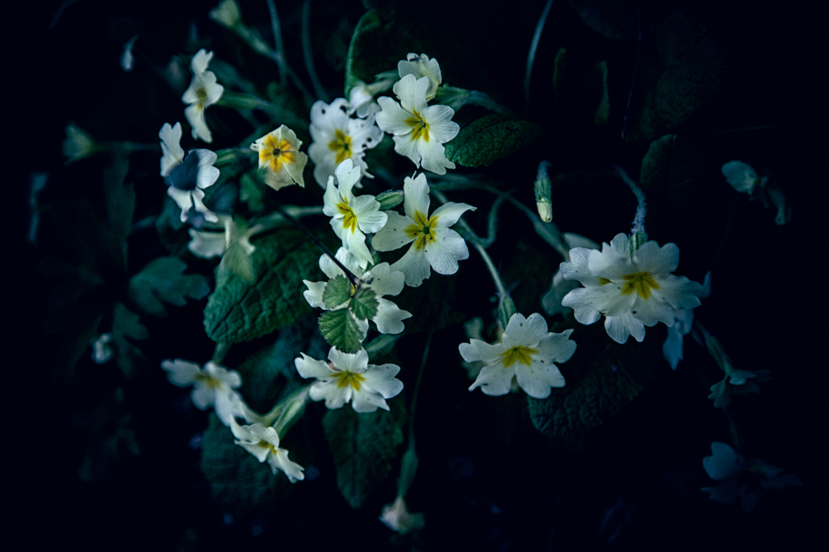 Primrose flowers growing wild, Wiltshire, UK