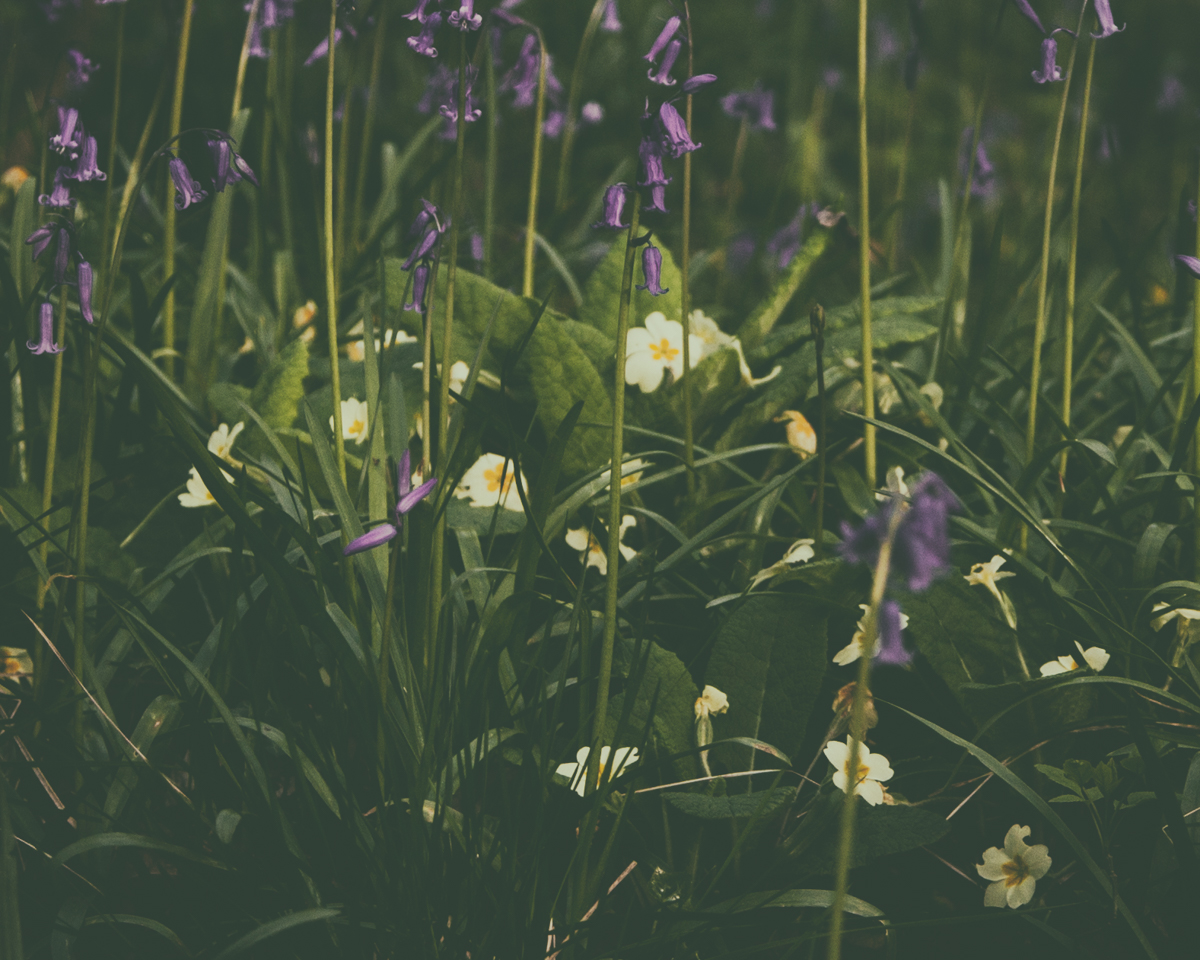 Primrose flowers and Bluebells, two spring wildflowers in Clanger Woods, Wiltshire, UK
